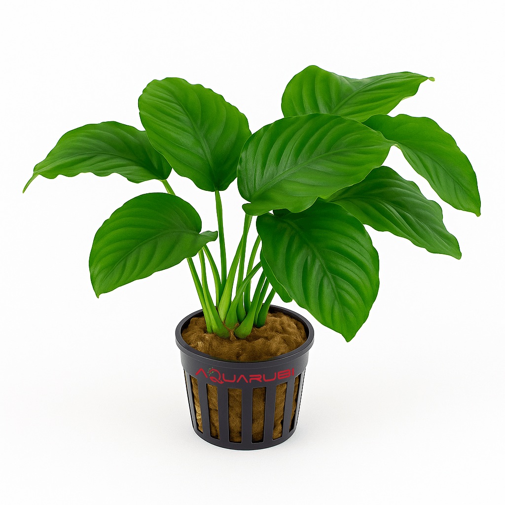 Anubias Barteri Var Barteri -XL-