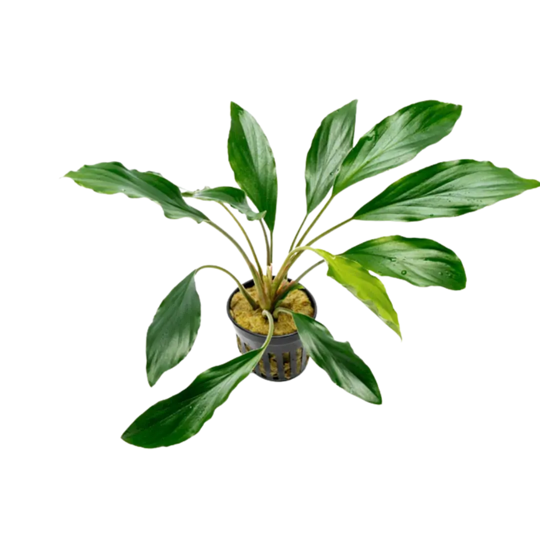 Homalomena cv. “Cue-hyb.001” Homalomena cv. “Cue-hyb.001” Homalomena cv. “Cue-hyb.001