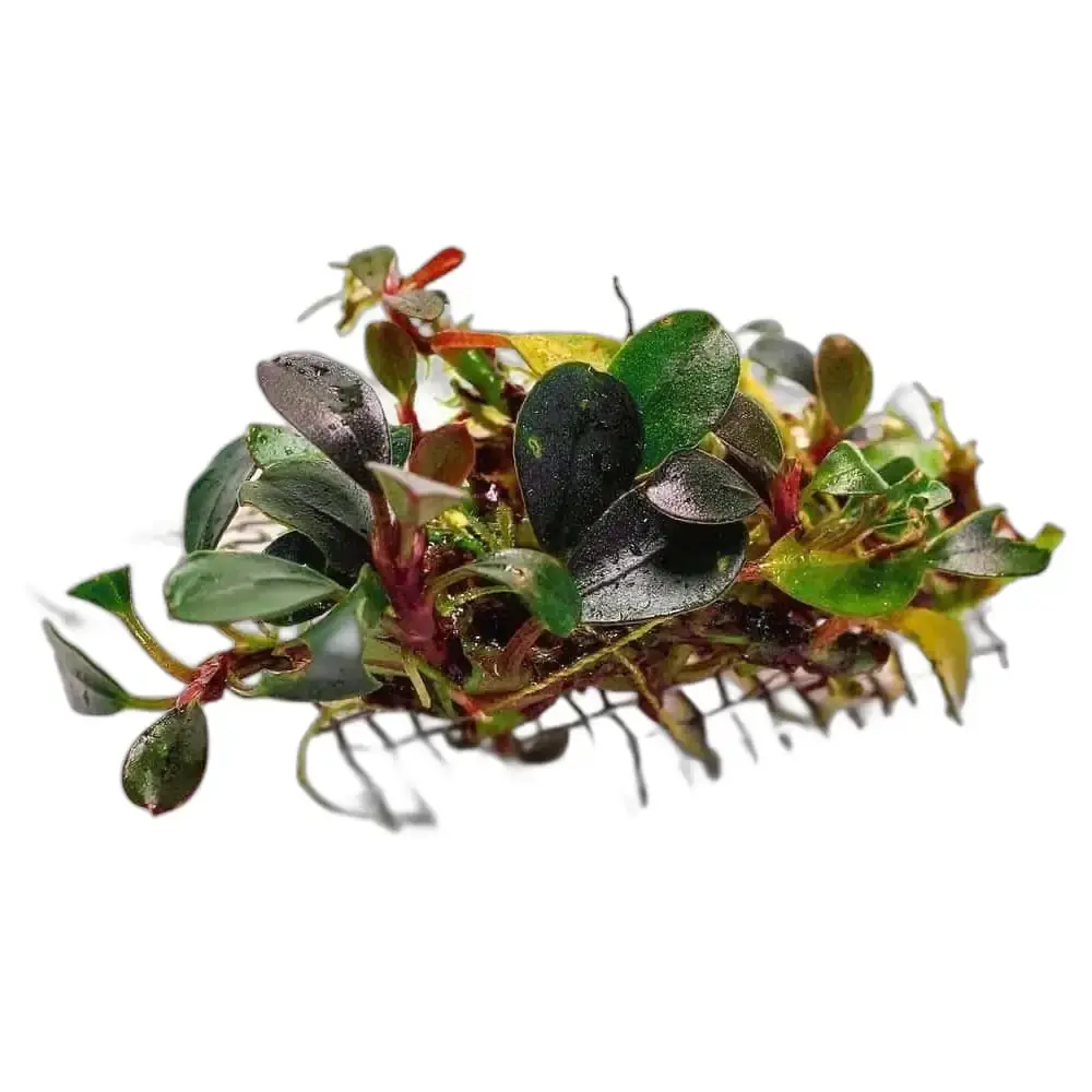 Bucephalandra Penelope