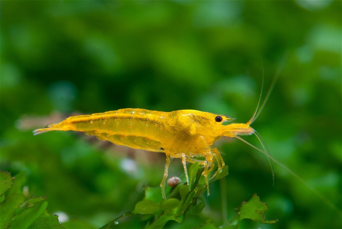 Taiwan Bee Yellow Kingkong Shrimp