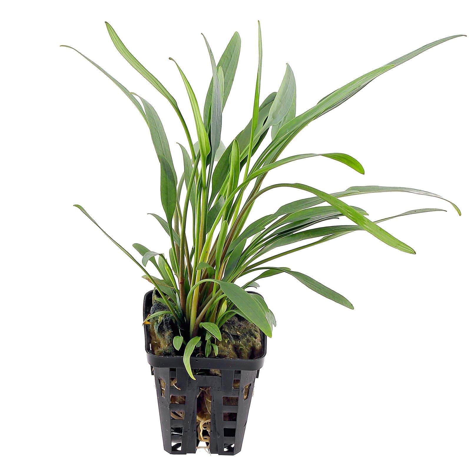 Cryptocoryne Lucens