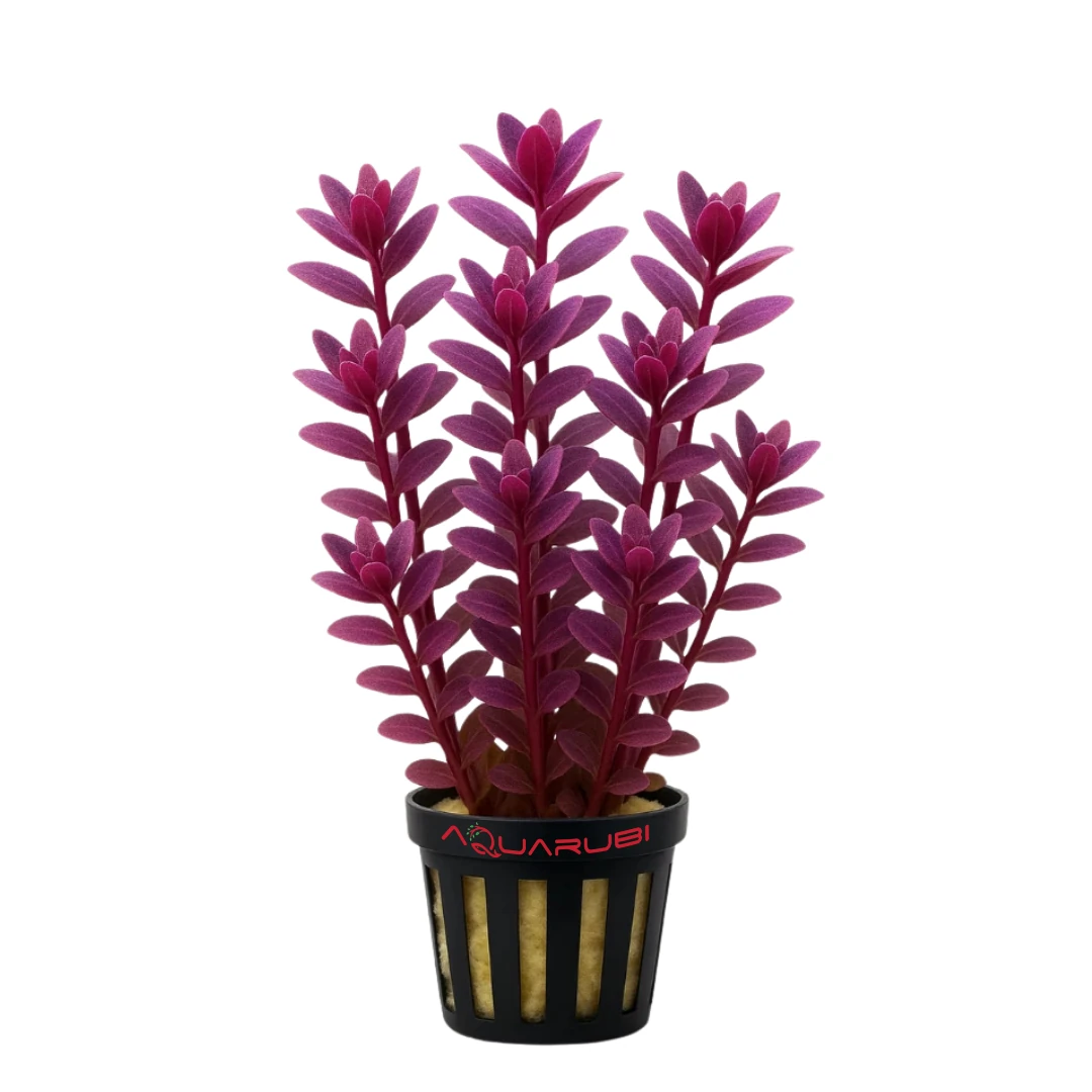 Bacopa Salzmannii Purple 