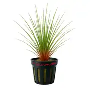 Eriocaulon