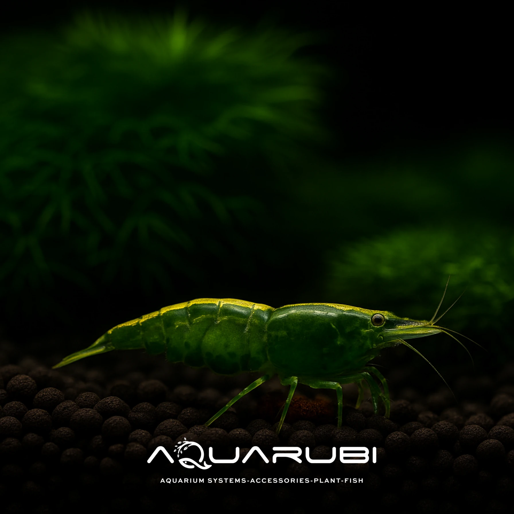 Green Jade Karides 2cm 10'lu koloni