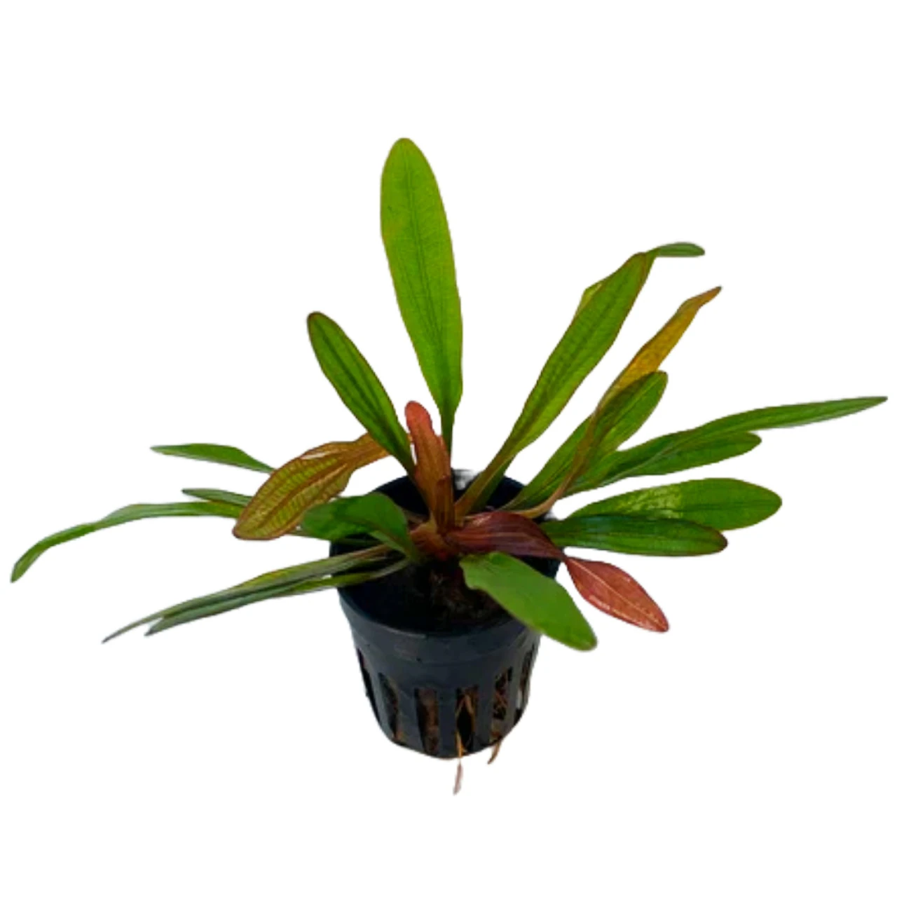 Echinodorus Horemanii Red