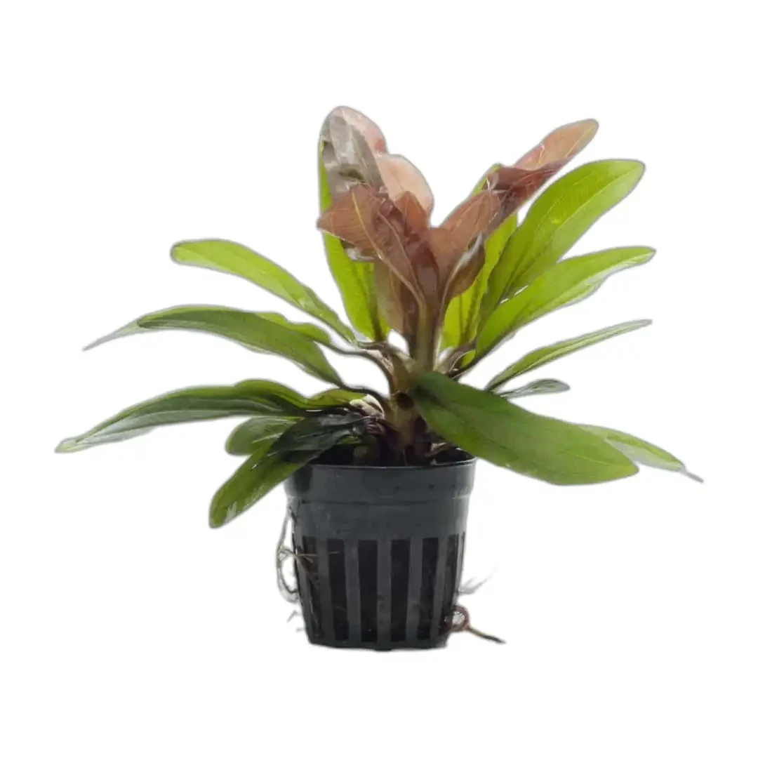 Echinodorus Red Rubin