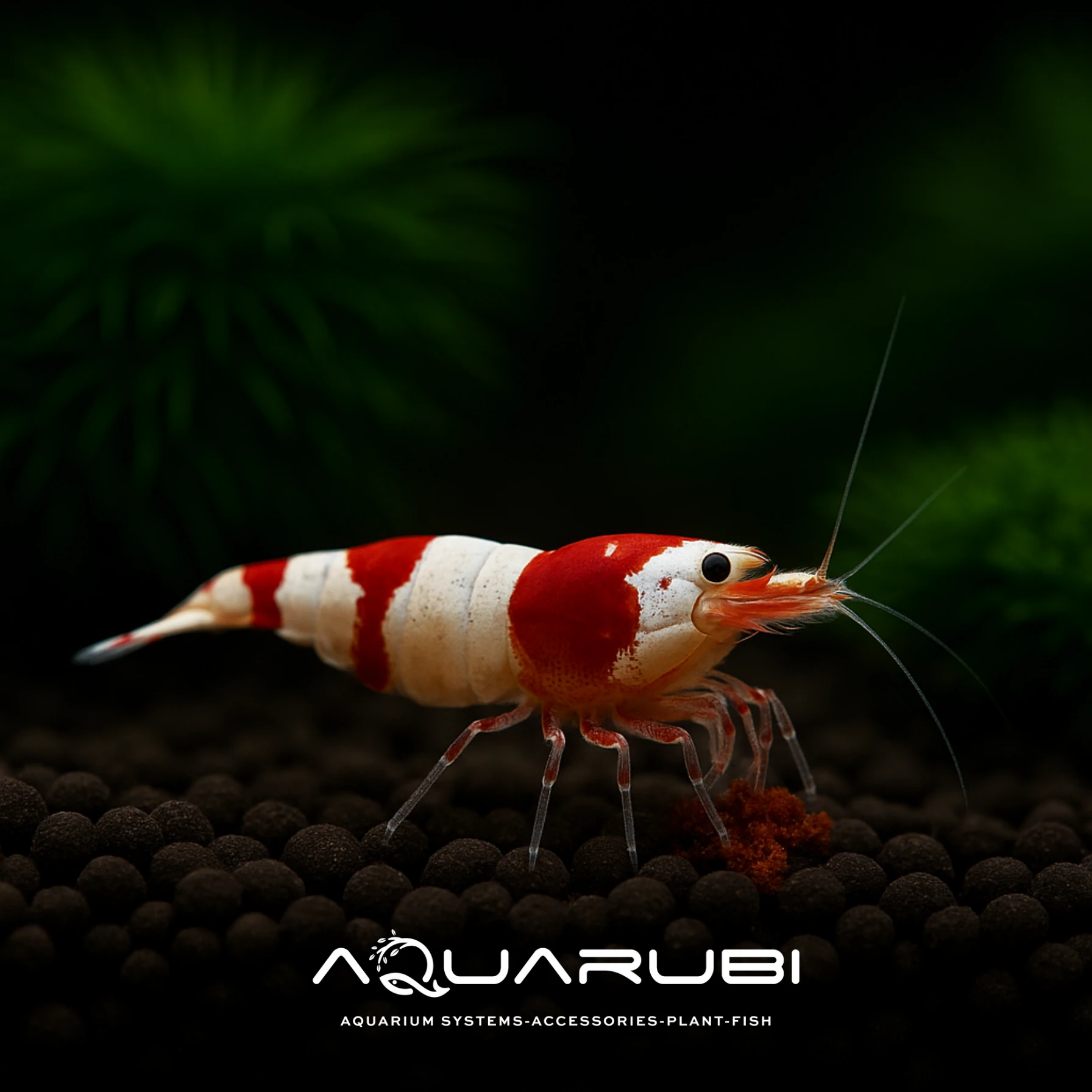 Kırmızı Kristal Karides 1-1,2cm (10 Adet)