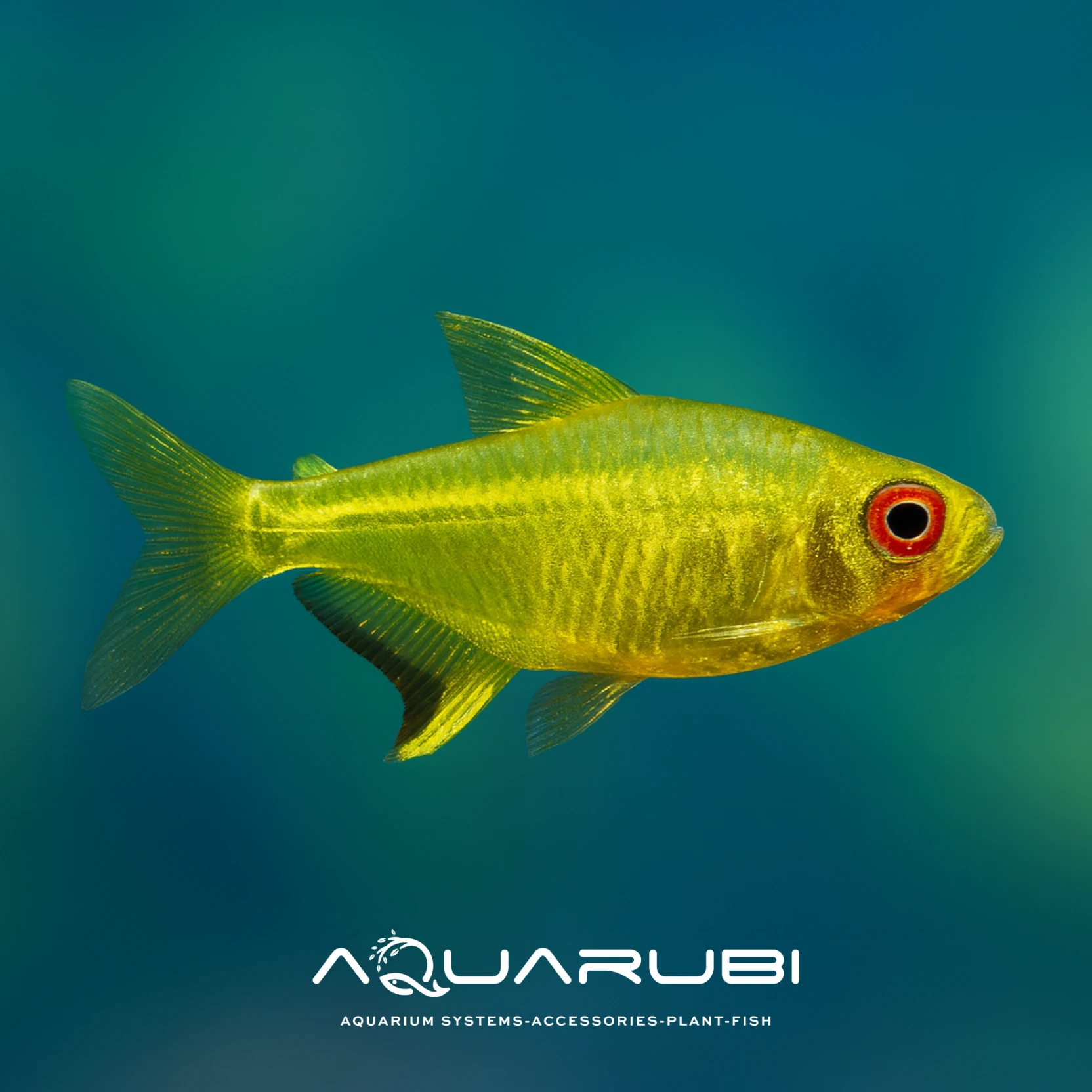 Limon Tetra (10 Adet)