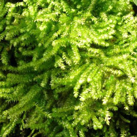 Mini Christmass Moss