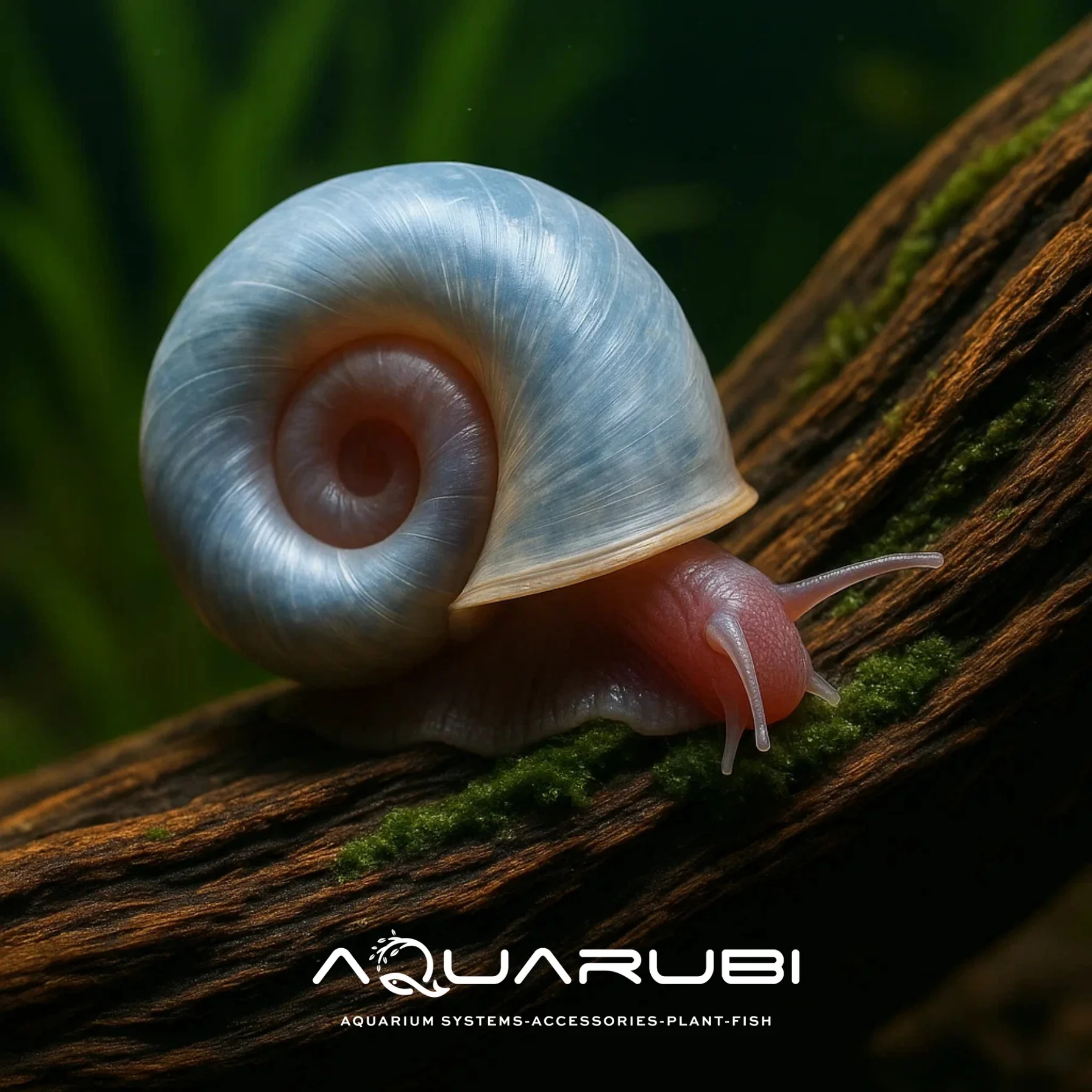 Rhamshorn Salyangoz 10 adet