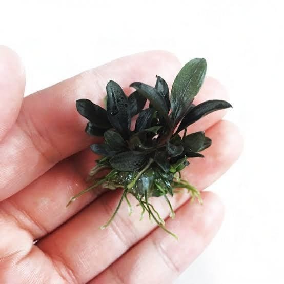 Bucephalandra Red Mini