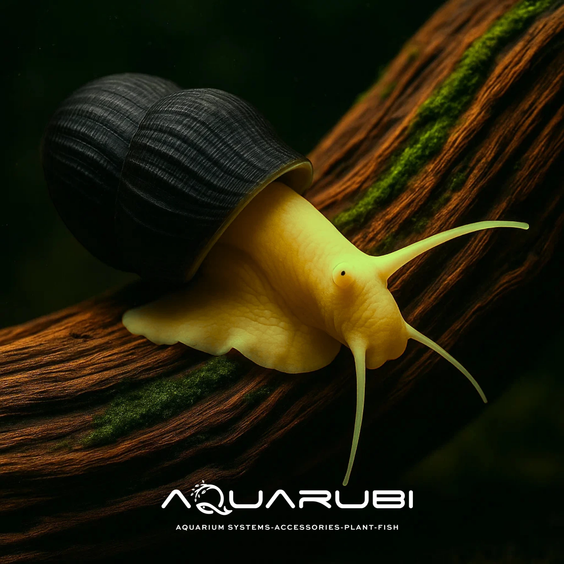 Poso Yellow Rabbit Snail 4-5 cm