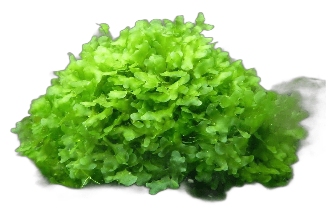 Round Pellia Moss (Monosolenium Tenerum)