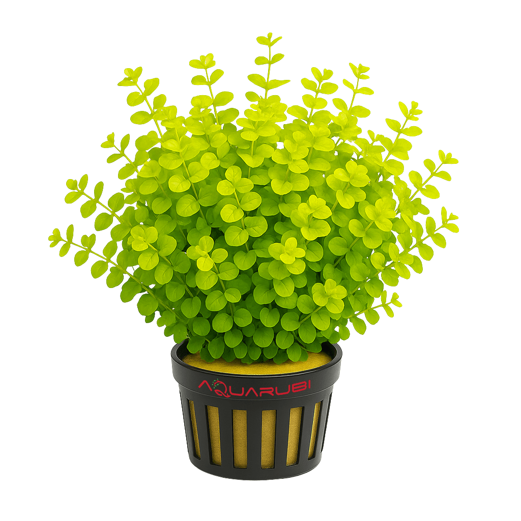 Lysimachia Nummularia 'Aurea'