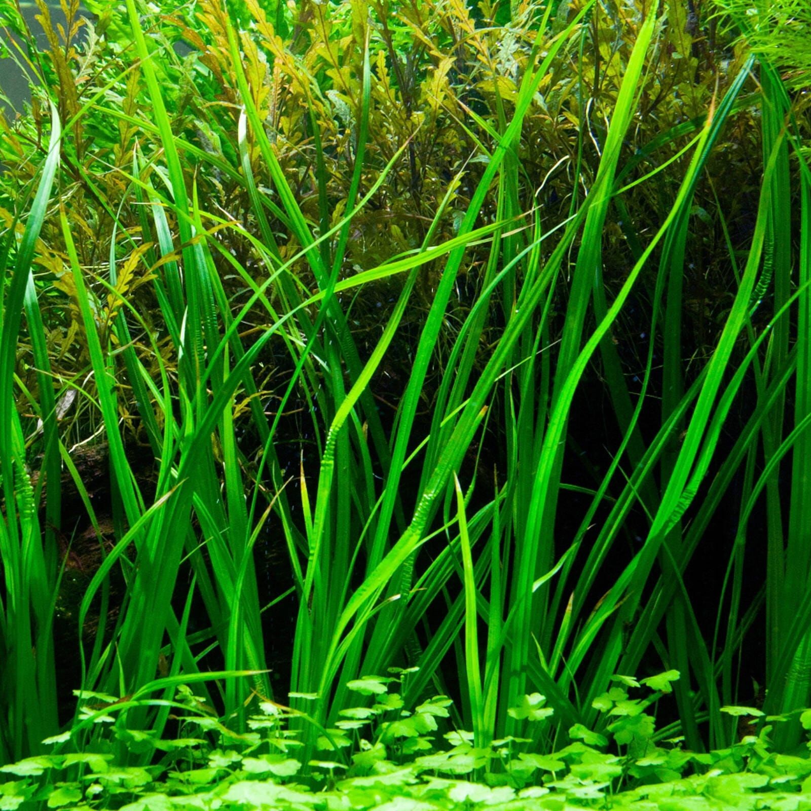 Cyperus Helferi