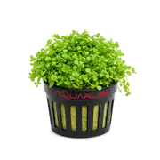 Micranthemum