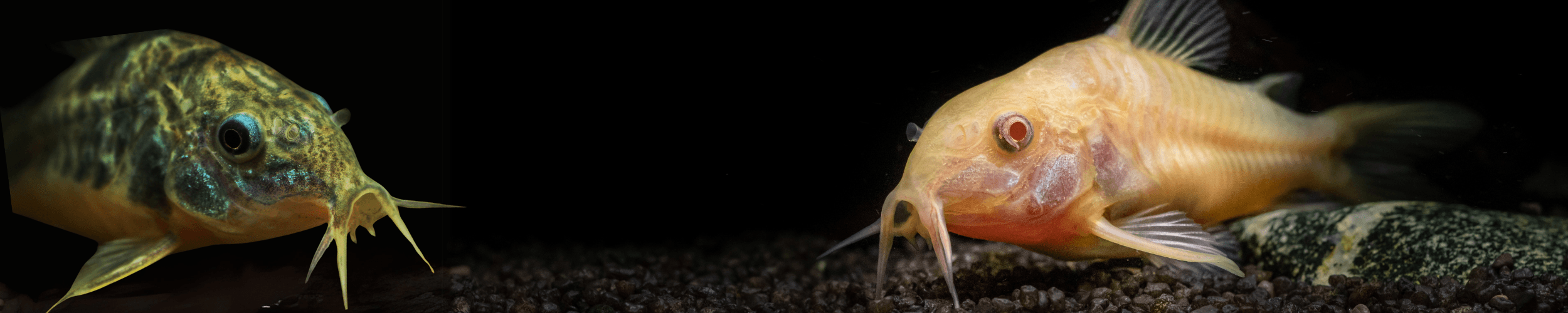 Corydoras