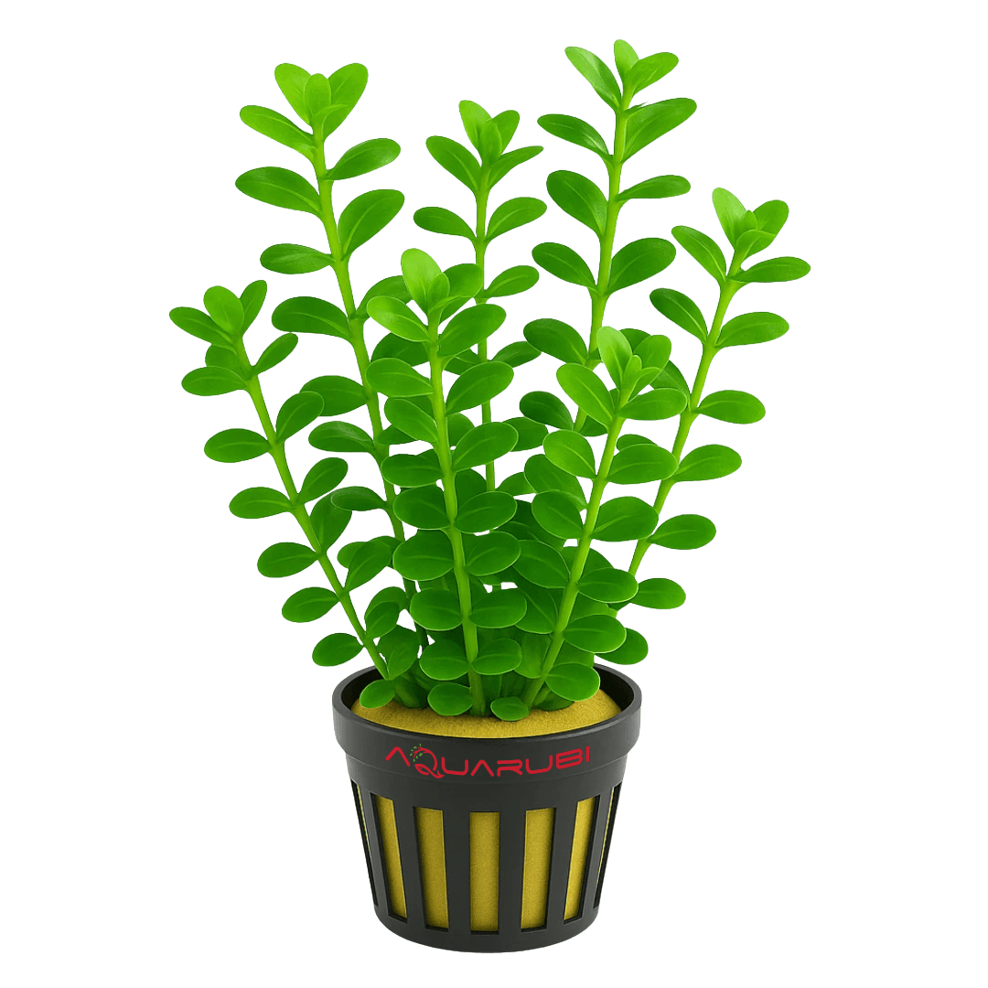 Rotala Indica Green