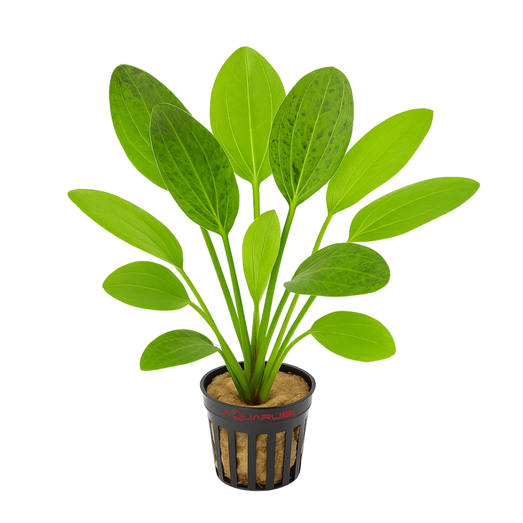 Echinodorus Schlueteri