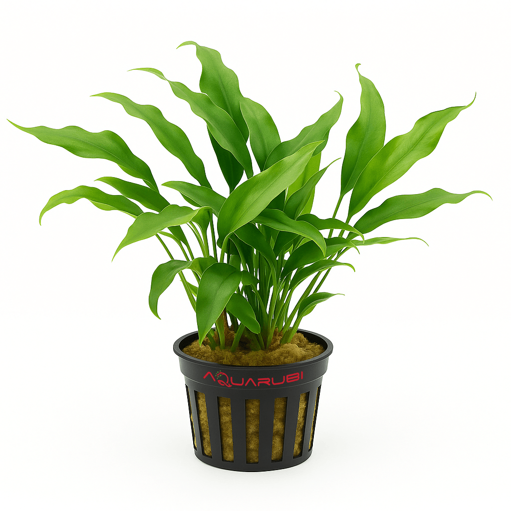 Anubias barteri var glabra (minima)