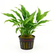 Anubias