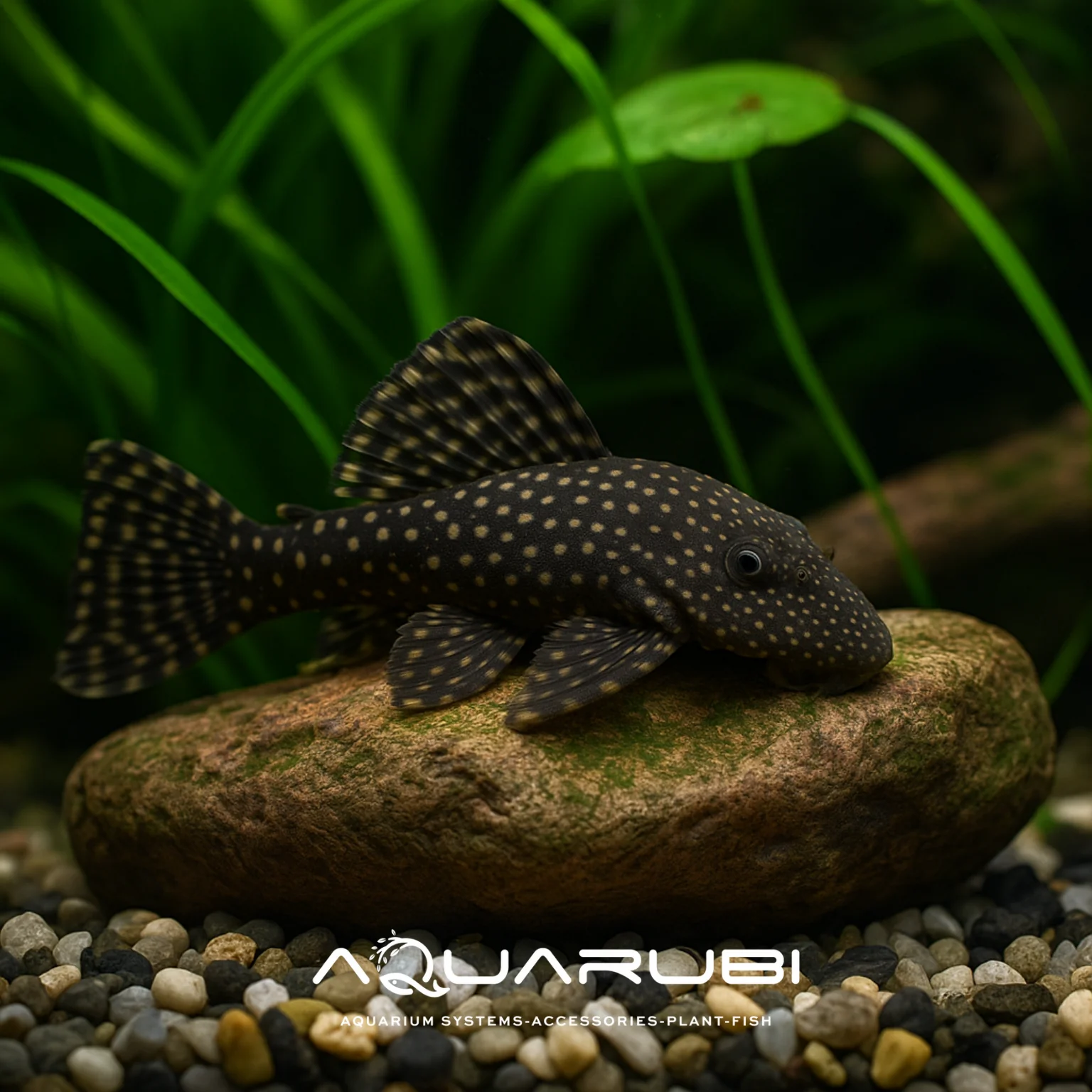 Siyah Cüce Vatoz 3-4cm (5 Adet)