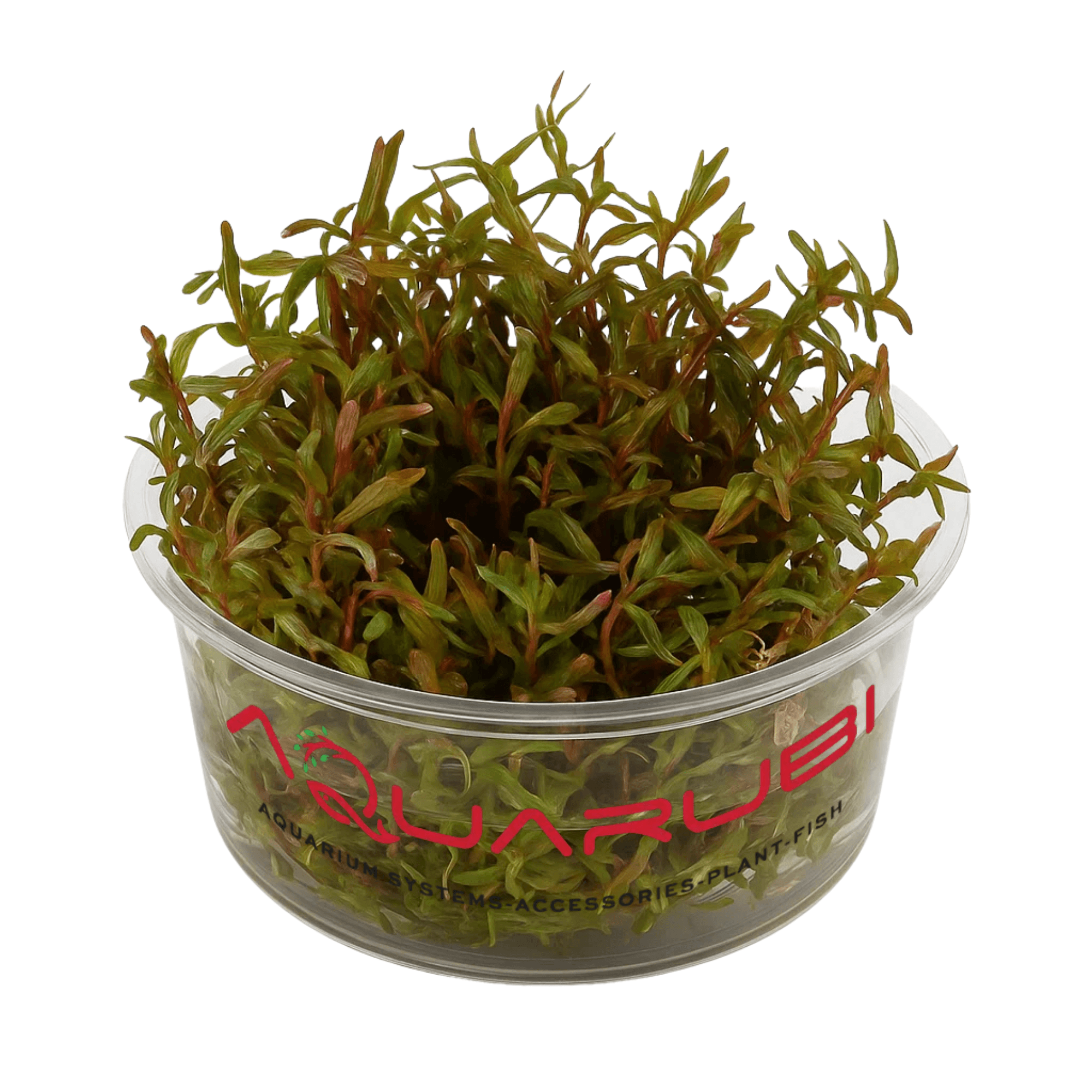 Rotala H'Ra Vitro
