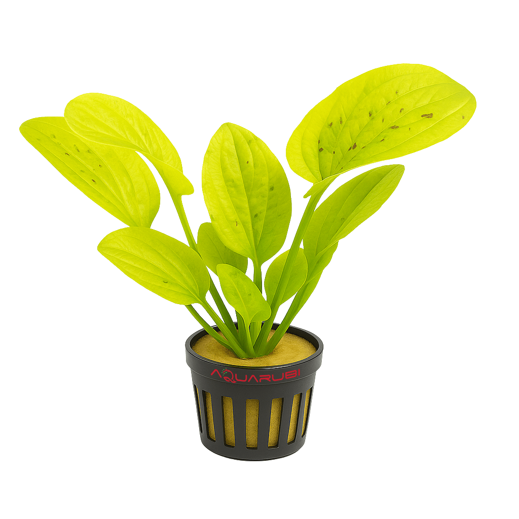 Echinodorus Yellow Sun 'special'