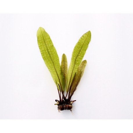 Aponogeton Boivinianus