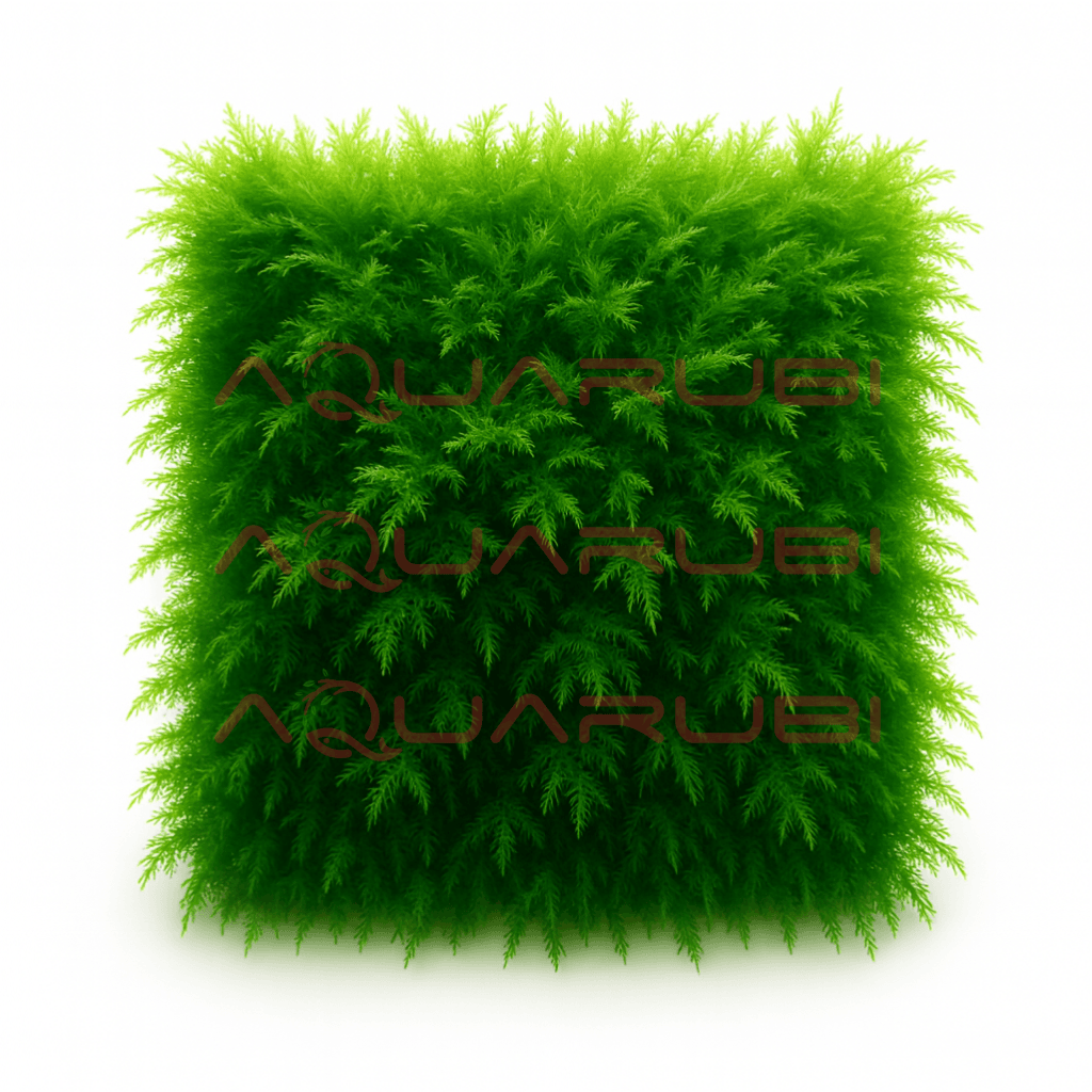 Fissidens Fontanus Moss 