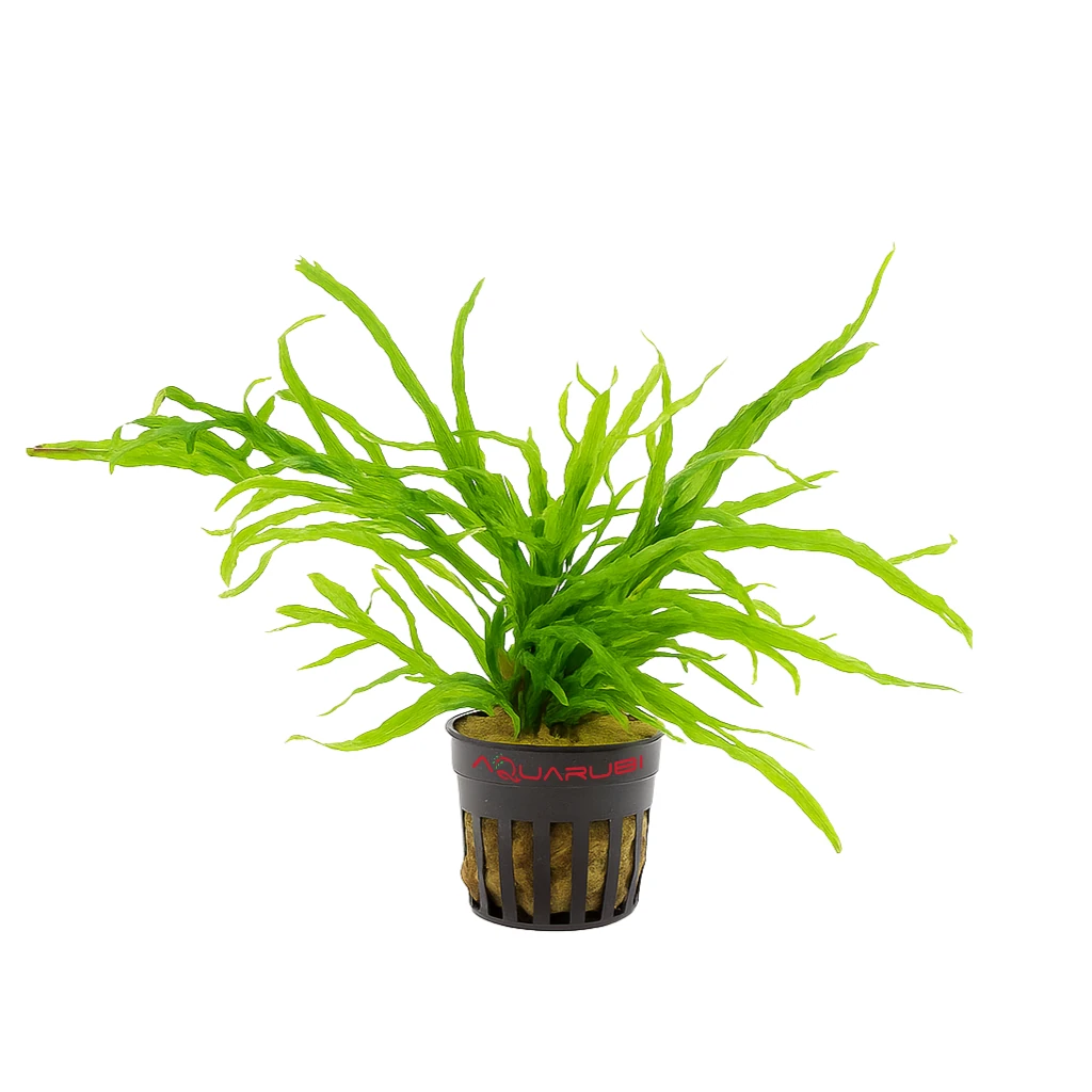 Microsorium Pteropus Trident Mini On Wood