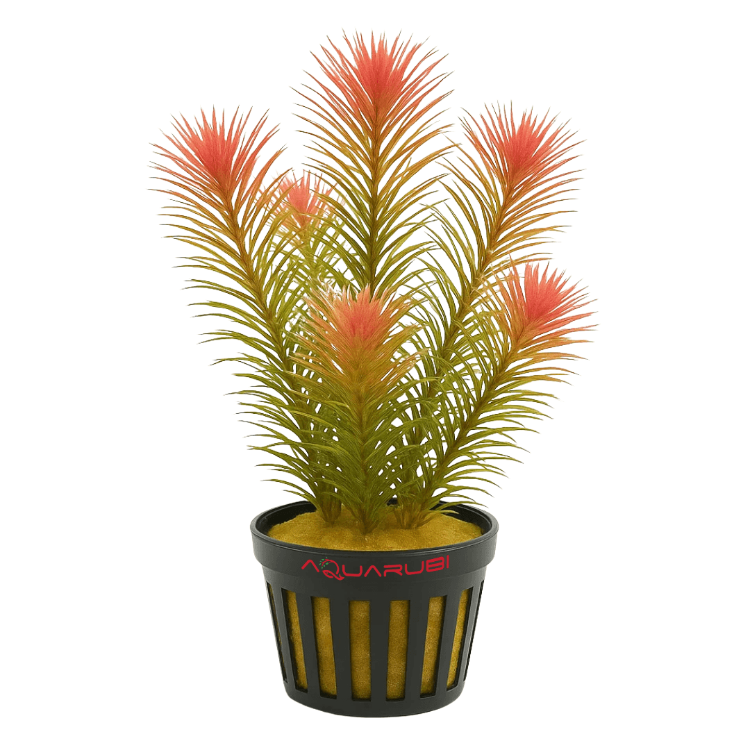 Limnophila Aromatica Red