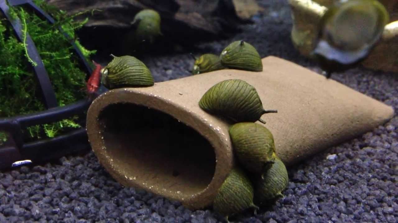 Sun (dikenli) Nerite Snail 0,5-1cm ( 5 Adet )