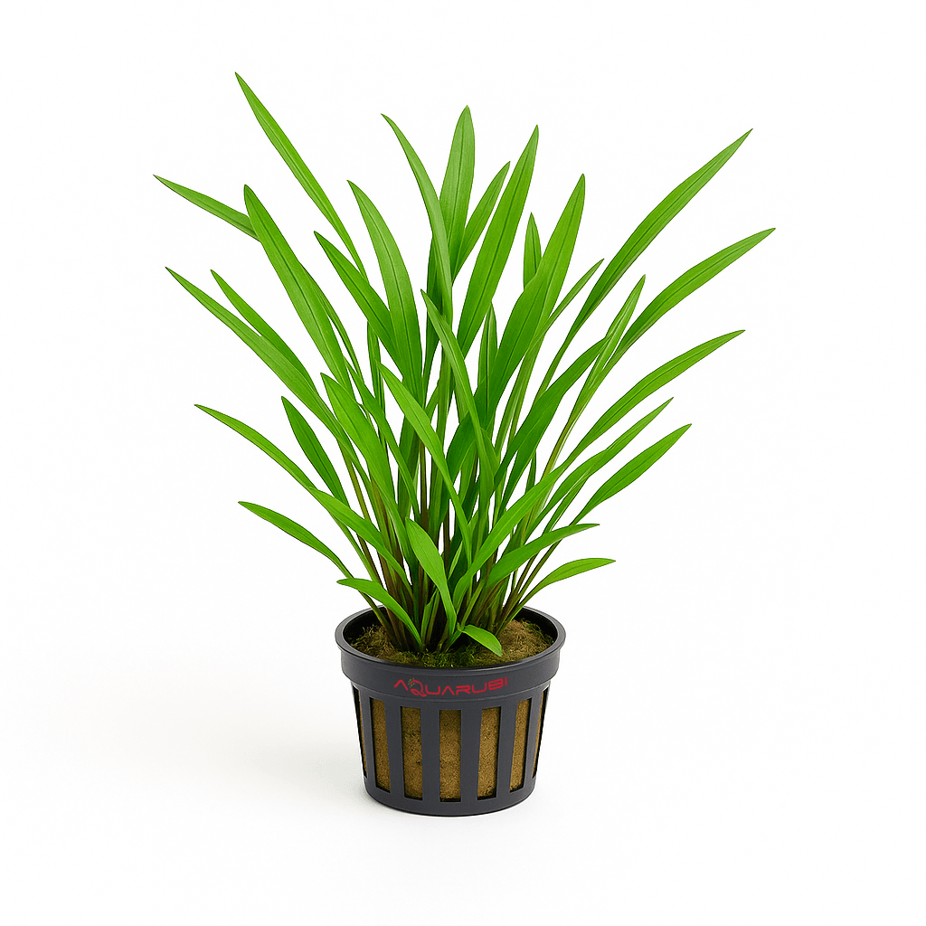 Cryptocoryne Lucens