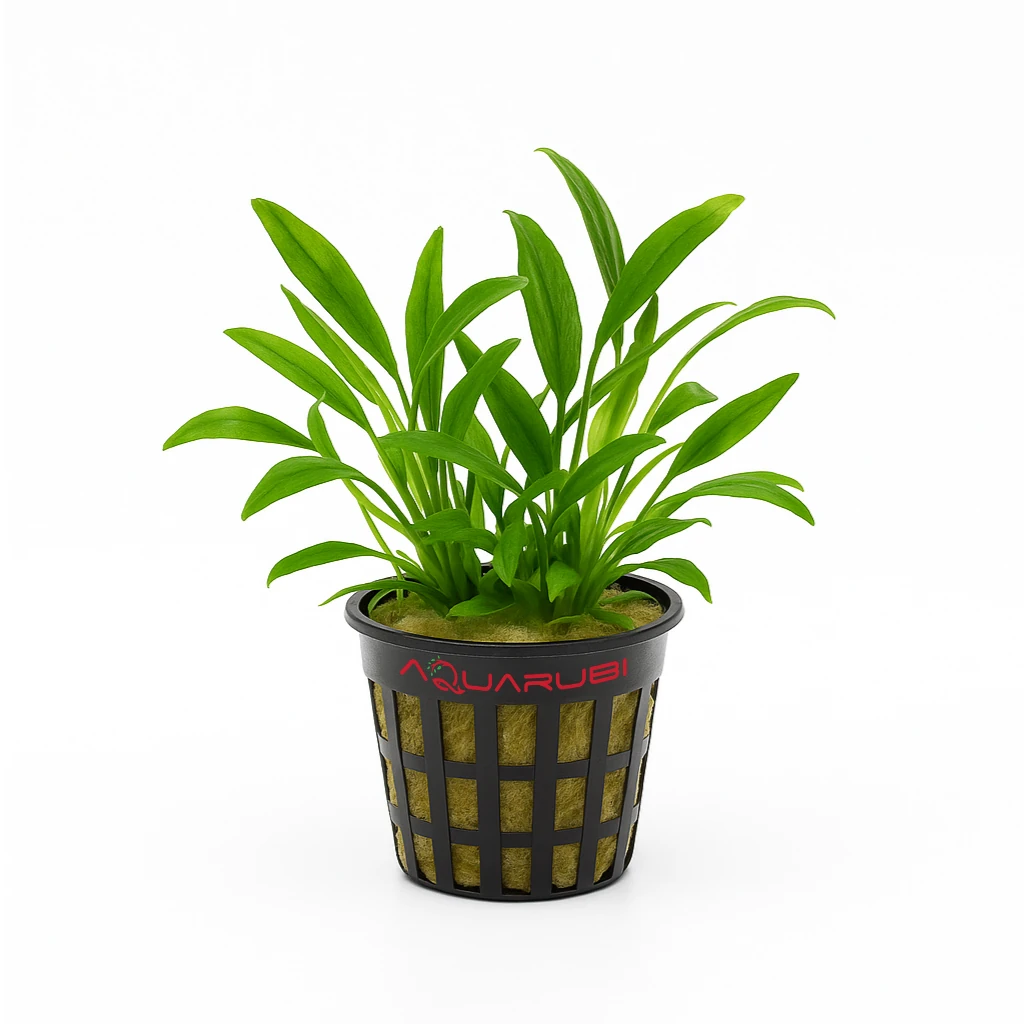 Anubias barteri var. glabra 'Dragon Claw' mini in Vitro