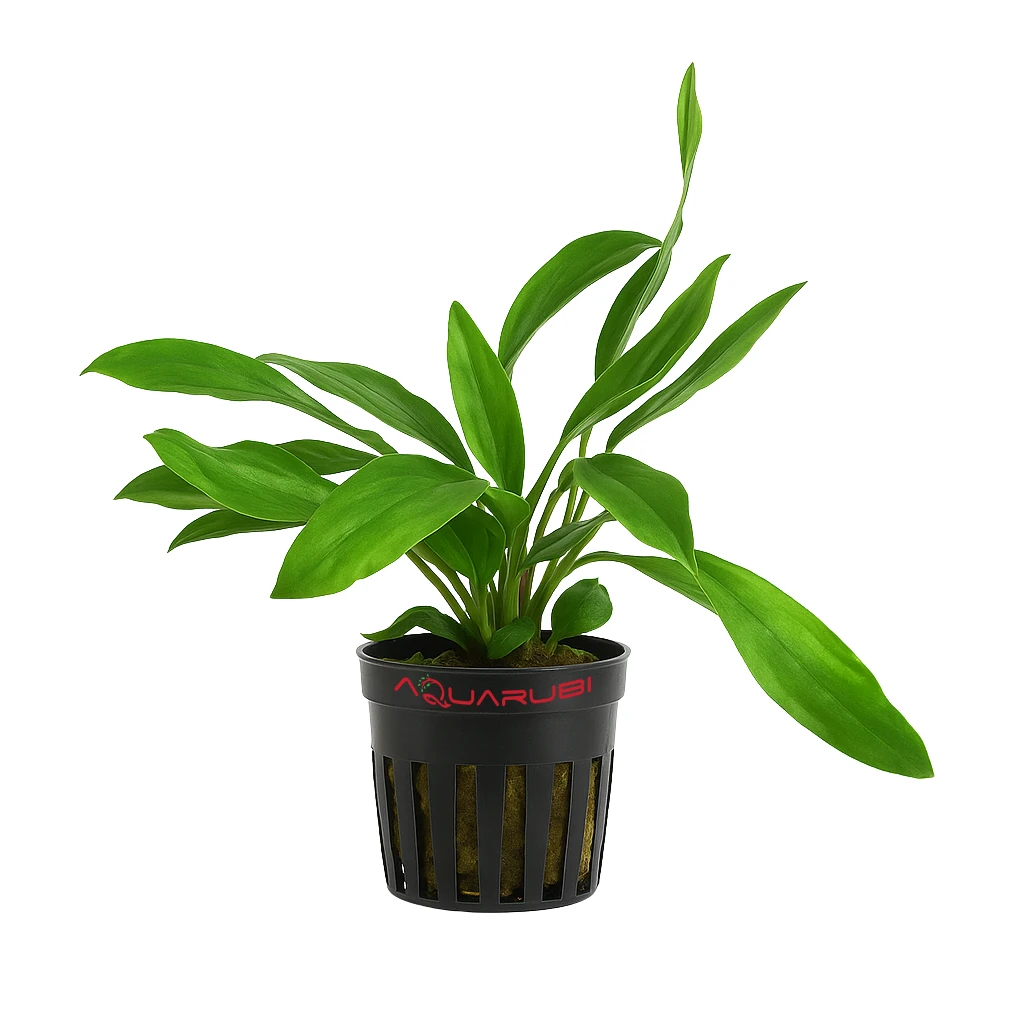 Homalomena Sp Sekadau South