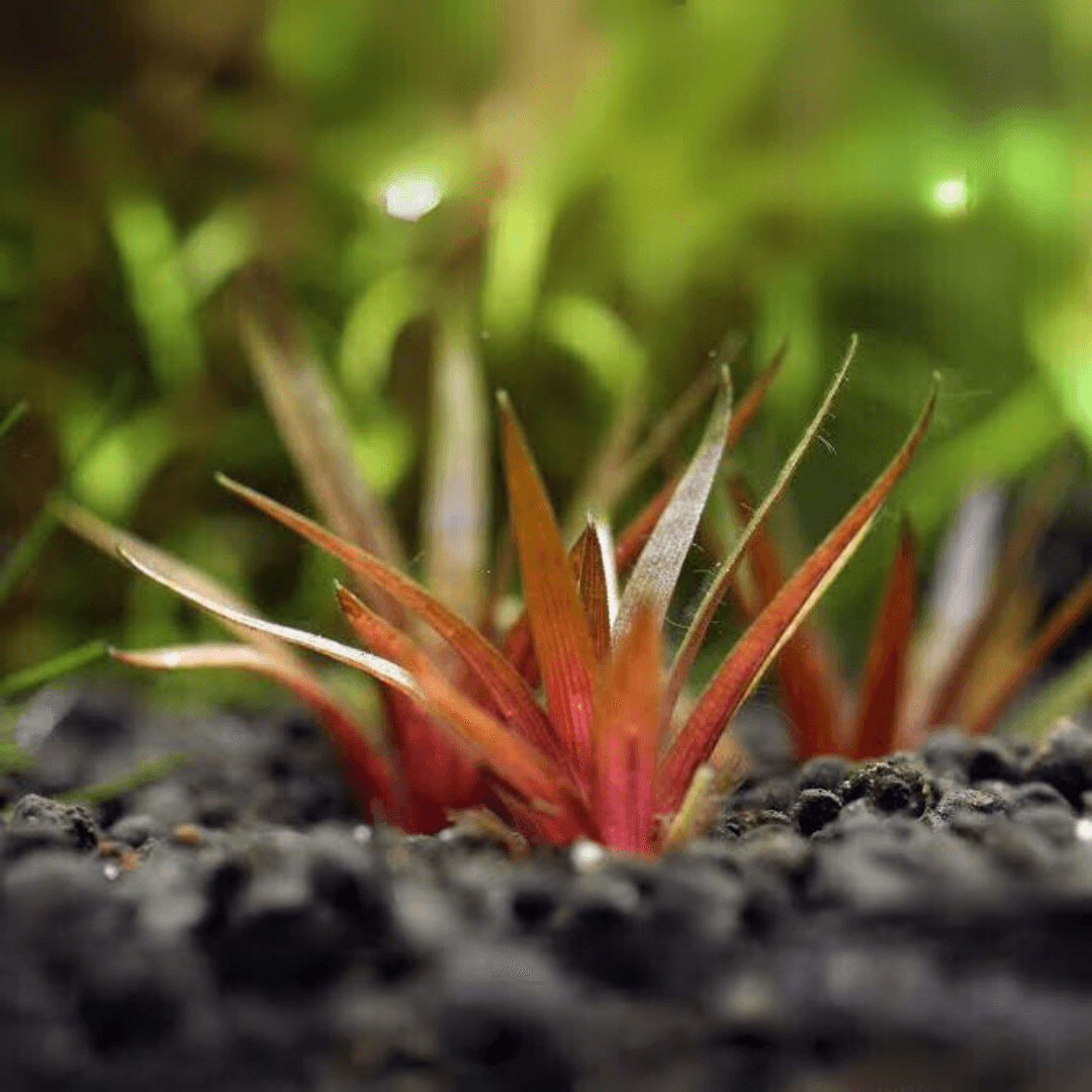 Eriocaulon Quinquangulare