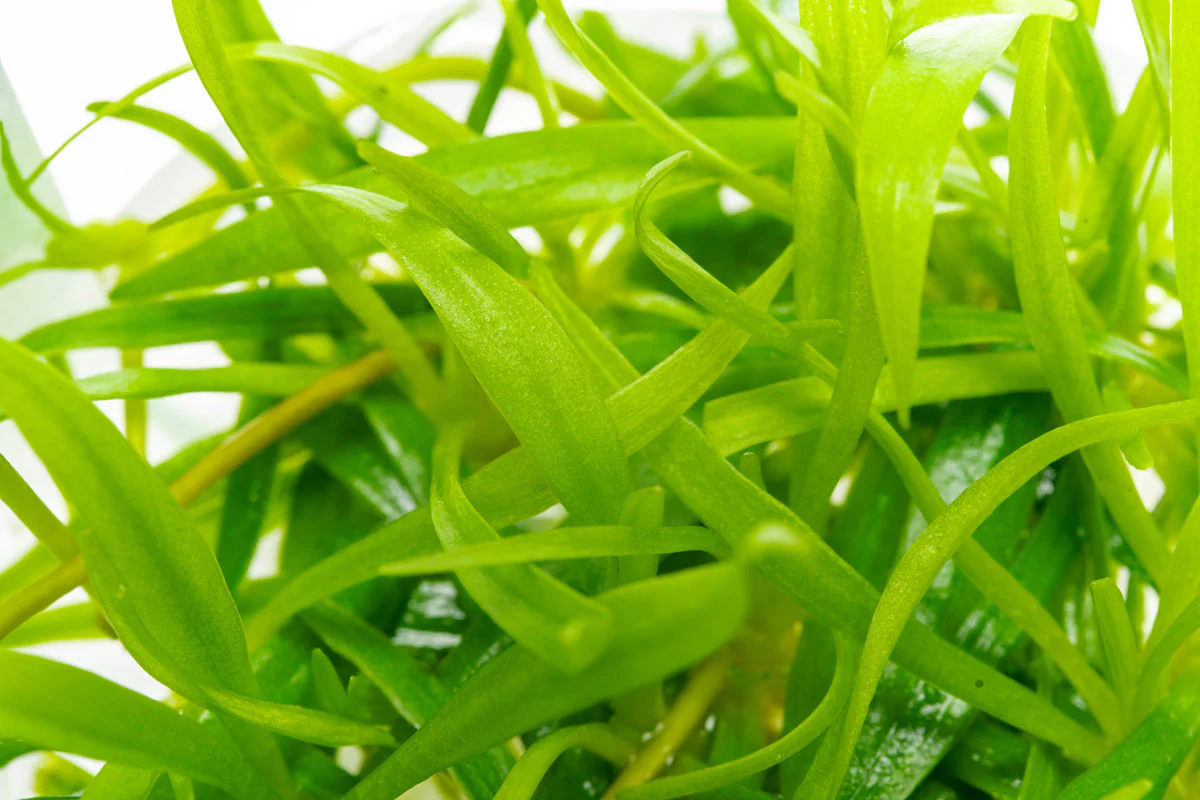 Echinodorus Madalengensis