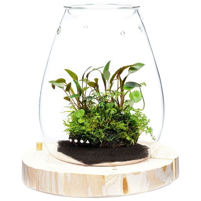 DOOA GLASS POT SHIZUKU