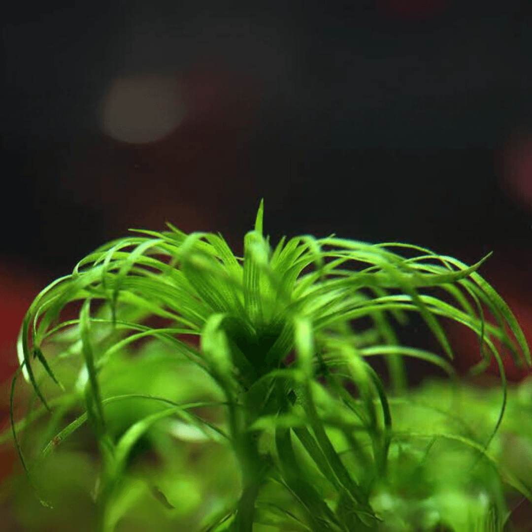 Syngonanthus Belem
