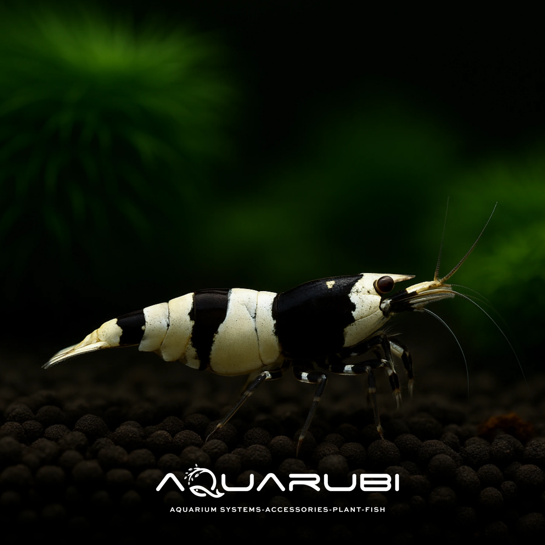 Siyah Kristal Karides 0,8-1,2cm (10 Adet)