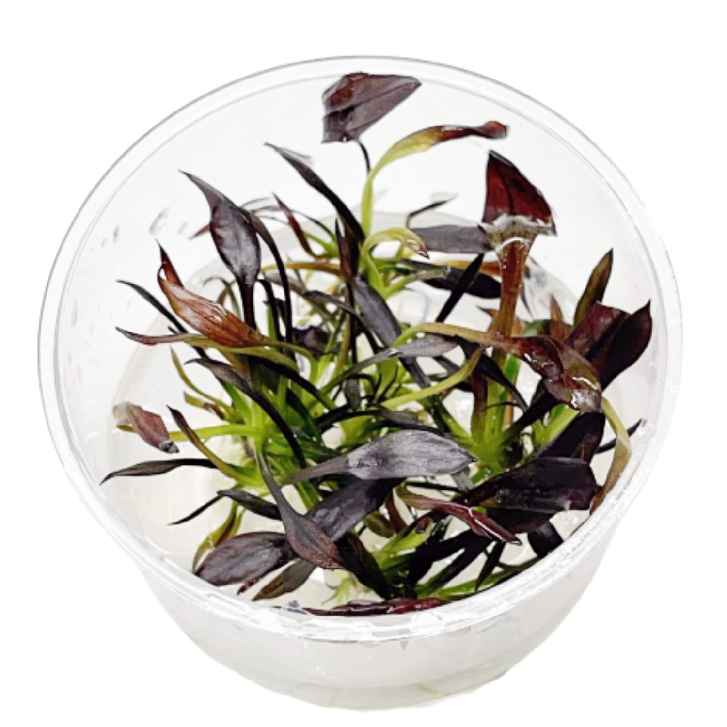 Echinodorus Aflame Vitro