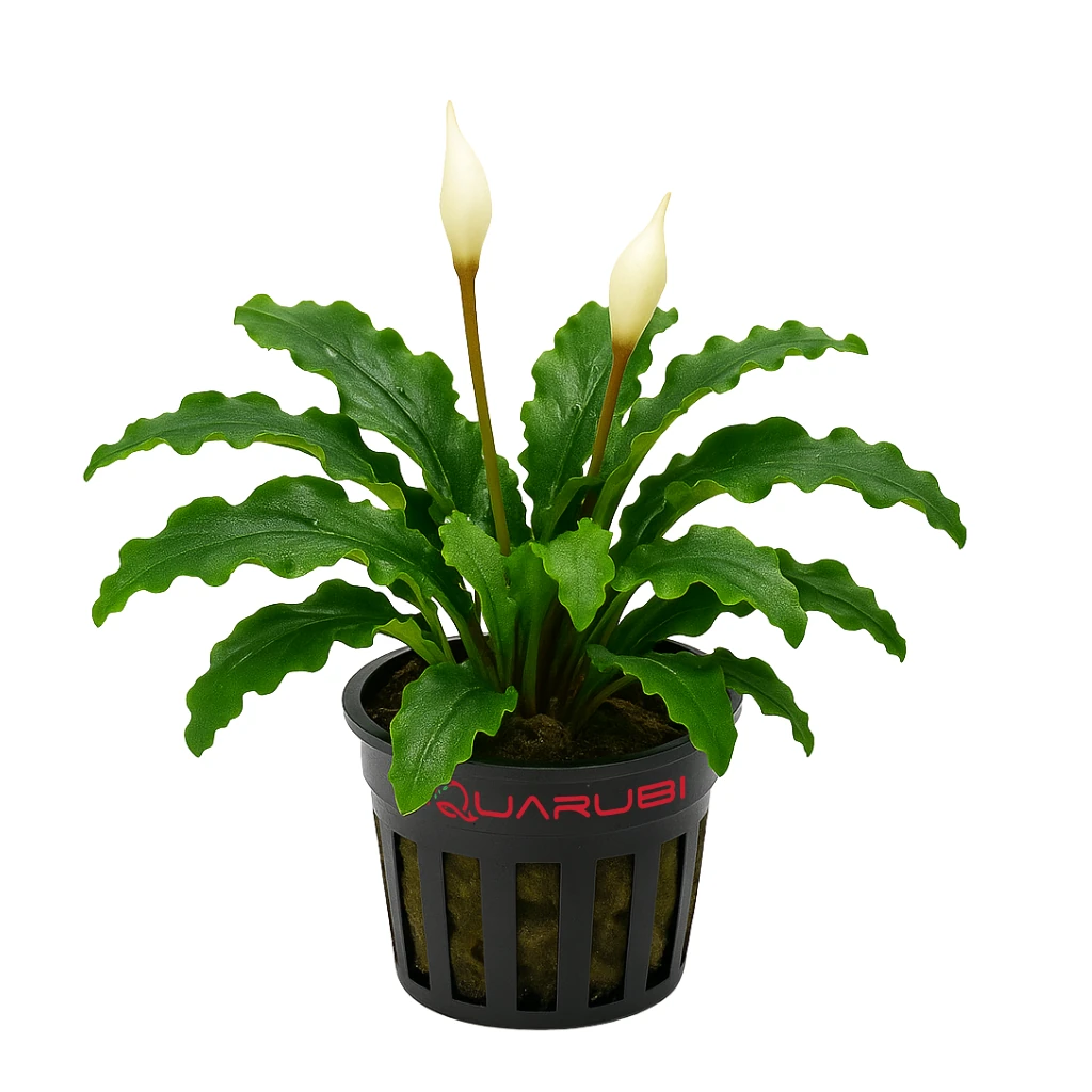 Bucephalandra Pygmaea