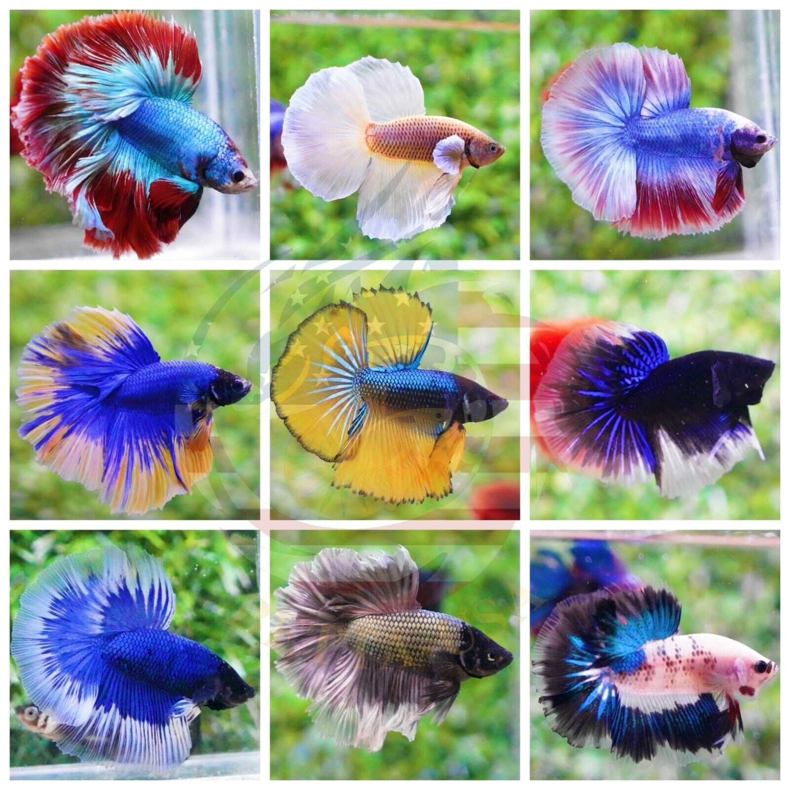 Betta Mix Colour (Erkek)