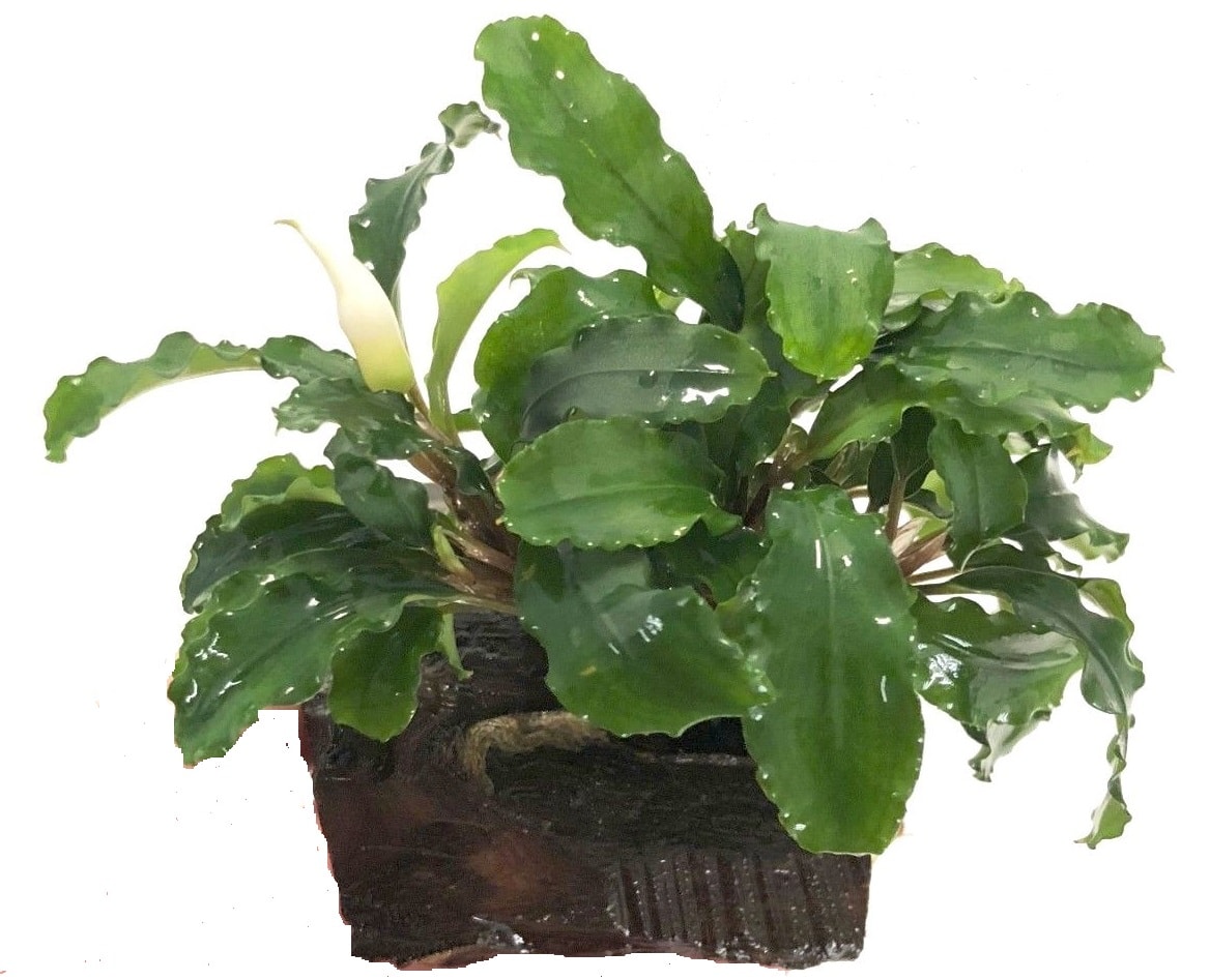 Bucephalandra Green Wavy on nano wood