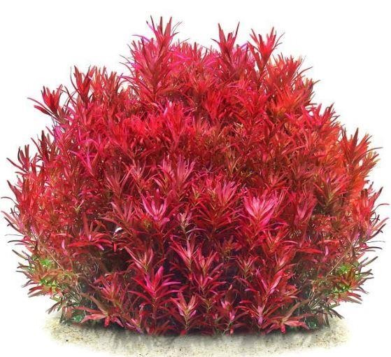 Rotala Blood Red “Singapore”