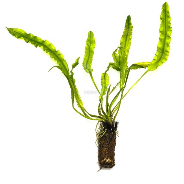 Aponogeton Longiplumulosus