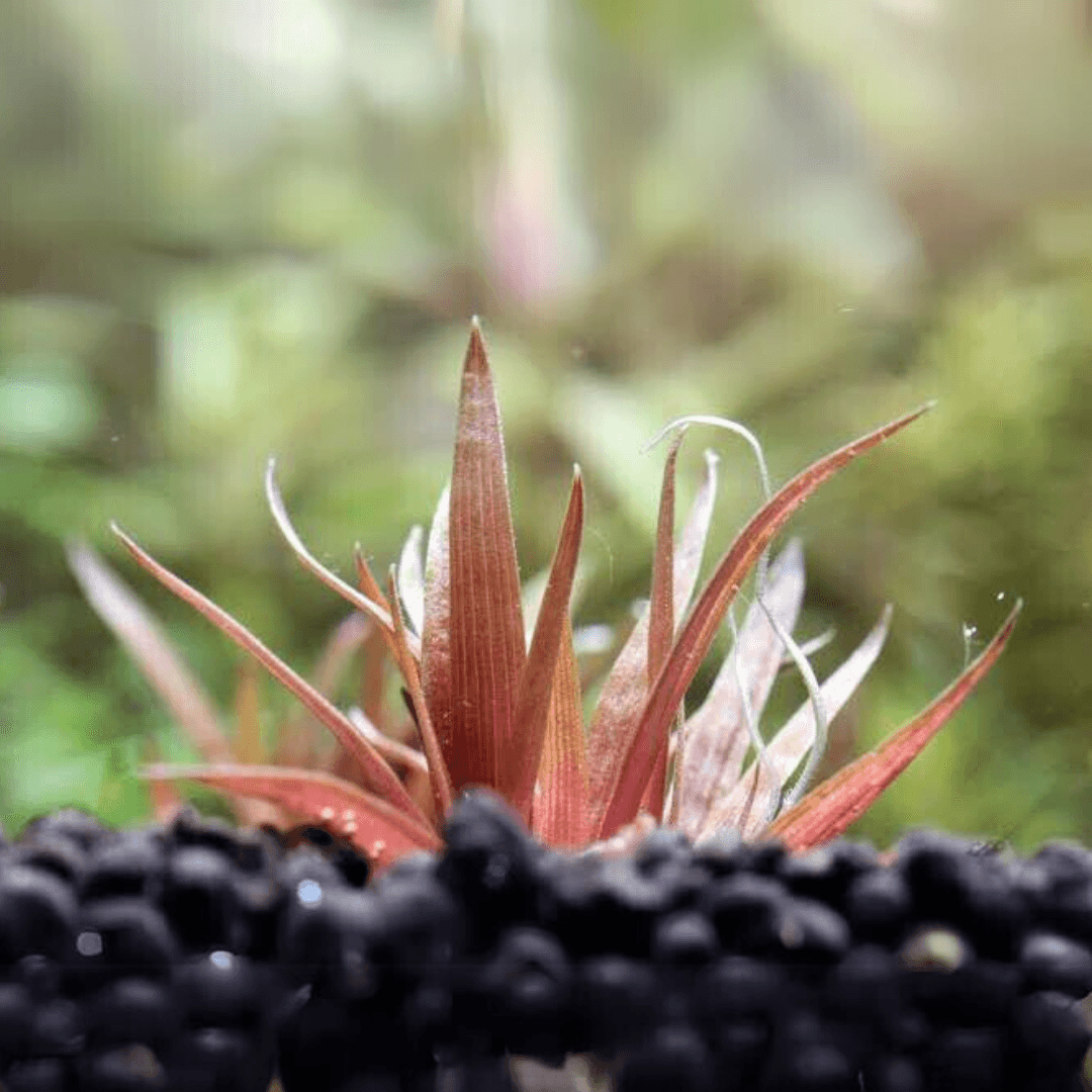 Eriocaulon Quinquangulare