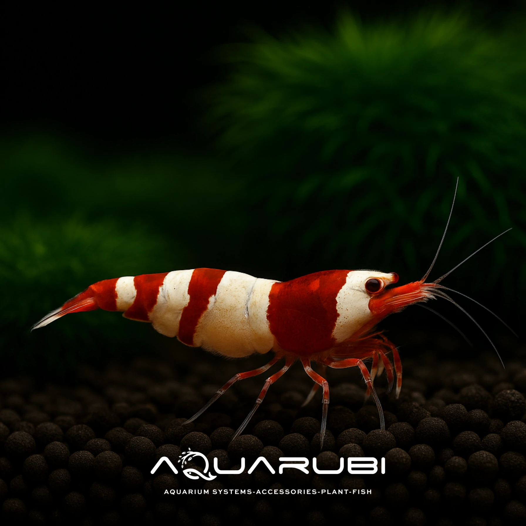 Taiwan Bee Wine Red 1-1,2 cm