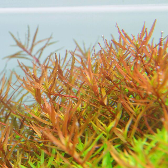Rotala H'Ra Vitro